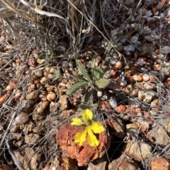 Goodenia willisiana (Sandhill Goodenia) at Lightning Ridge, NSW - 25 Aug 2023 by SimoneC