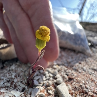 Unidentified Daisy at Lightning Ridge, NSW - 25 Aug 2023 by SimoneC