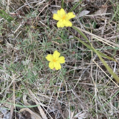 Hibbertia calycina (Lesser Guinea-flower) at Flea Bog Flat, Bruce - 5 Sep 2023 by lyndallh