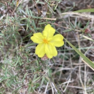 Hibbertia calycina at Bruce, ACT - 5 Sep 2023 05:22 PM