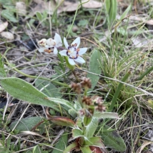 Wurmbea dioica subsp. dioica at Bruce, ACT - 5 Sep 2023