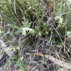 Melichrus urceolatus (Urn Heath) at Bruce, ACT - 5 Sep 2023 by lyndallh