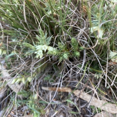 Melichrus urceolatus (Urn Heath) at Bruce, ACT - 5 Sep 2023 by lyndallh