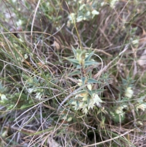 Melichrus urceolatus at Bruce, ACT - 5 Sep 2023