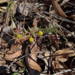 Acacia gunnii (Ploughshare Wattle) at Mount Fairy, NSW - 2 Sep 2023 by MatthewFrawley