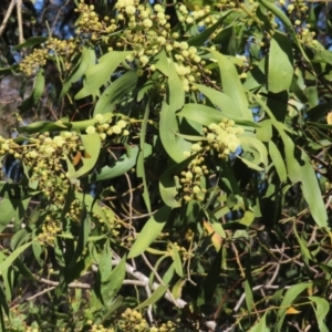 Acacia melanoxylon at Mount Fairy, NSW - 2 Sep 2023