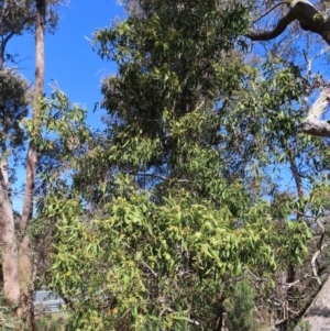 Acacia melanoxylon at Mount Fairy, NSW - 2 Sep 2023