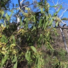 Acacia melanoxylon at Mount Fairy, NSW - 2 Sep 2023