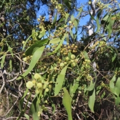 Acacia melanoxylon at Mount Fairy, NSW - 2 Sep 2023