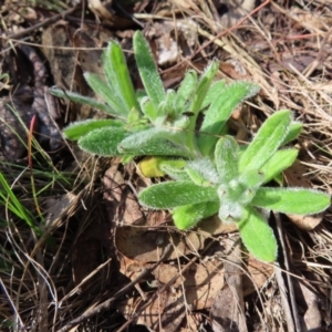 Wahlenbergia sp. at Mount Fairy, NSW - 2 Sep 2023 10:31 AM