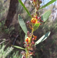 Daviesia mimosoides subsp. mimosoides at Mount Fairy, NSW - 2 Sep 2023 by MatthewFrawley