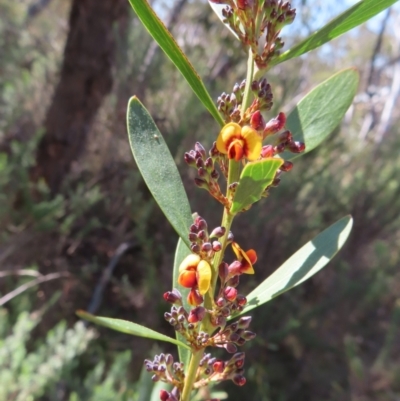 Daviesia mimosoides subsp. mimosoides at Mount Fairy, NSW - 2 Sep 2023 by MatthewFrawley