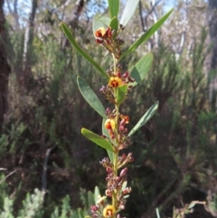 Daviesia mimosoides subsp. mimosoides at Mount Fairy, NSW - 2 Sep 2023 10:41 AM