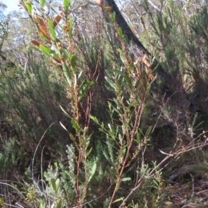 Daviesia mimosoides subsp. mimosoides at Mount Fairy, NSW - 2 Sep 2023 10:41 AM