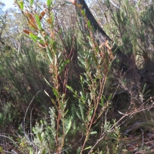 Daviesia mimosoides subsp. mimosoides at Mount Fairy, NSW - 2 Sep 2023