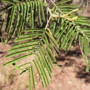 Acacia mearnsii at Mount Fairy, NSW - 2 Sep 2023