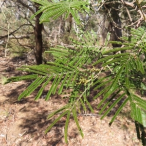 Acacia mearnsii at Mount Fairy, NSW - 2 Sep 2023