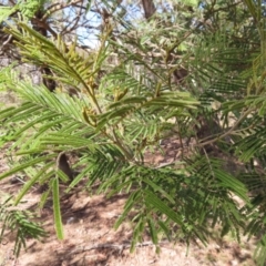 Acacia mearnsii at Mount Fairy, NSW - 2 Sep 2023