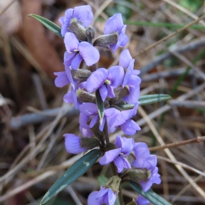 Hovea heterophylla (Common Hovea) at Mount Fairy, NSW - 2 Sep 2023 by MatthewFrawley