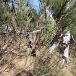 Allocasuarina littoralis at Mount Fairy, NSW - 2 Sep 2023 11:07 AM