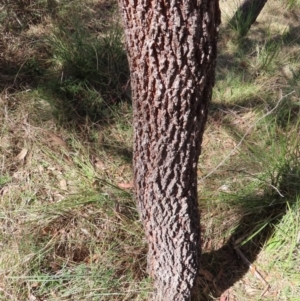 Allocasuarina littoralis at Mount Fairy, NSW - 2 Sep 2023 11:07 AM