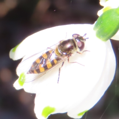 Simosyrphus grandicornis (Common hover fly) at Braidwood, NSW - 2 Sep 2023 by MatthewFrawley