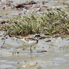 Charadrius melanops (Black-fronted Dotterel) at Stuart, QLD - 4 Sep 2023 by TerryS