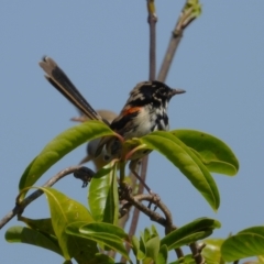 Malurus melanocephalus (Red-backed Fairywren) at Stuart, QLD - 4 Sep 2023 by TerryS