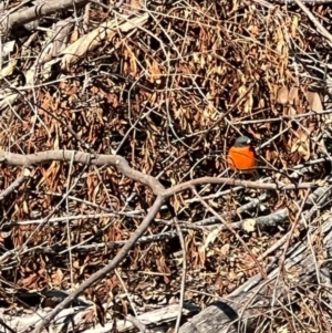 Petroica phoenicea at Kindervale, NSW - 2 Sep 2023 09:31 AM