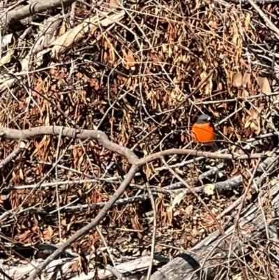 Petroica phoenicea (Flame Robin) at Tallaganda State Forest - 2 Sep 2023 by courtneyb