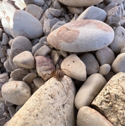 Unidentified Other hunting spider at Lightning Ridge, NSW - 26 Aug 2023 by SimoneC