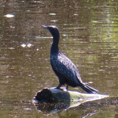 Phalacrocorax sulcirostris (Little Black Cormorant) at Surfside, NSW - 3 Sep 2023 by MatthewFrawley