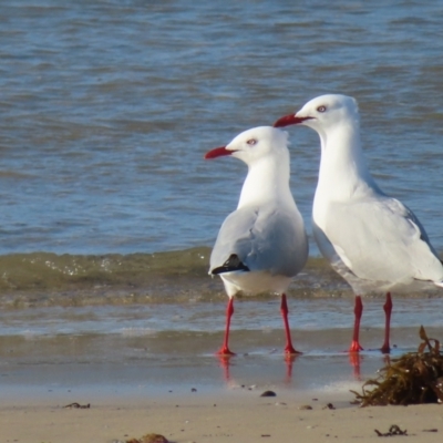 Chroicocephalus novaehollandiae (Silver Gull) at Batehaven, NSW - 3 Sep 2023 by MatthewFrawley