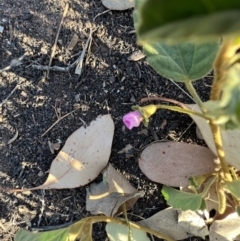 Hibiscus sturtii (Sturt's Hibiscus) at Lightning Ridge, NSW - 25 Aug 2023 by SimoneC