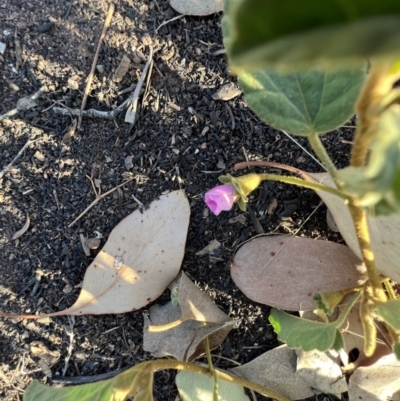 Hibiscus sturtii (Sturt's Hibiscus) at Lightning Ridge, NSW - 25 Aug 2023 by SimoneC