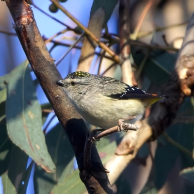 Pardalotus punctatus (Spotted Pardalote) at Mount Ainslie - 2 Sep 2023 by jb2602