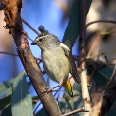 Pardalotus punctatus at Ainslie, ACT - 2 Sep 2023