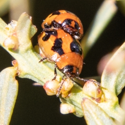 Peltoschema festiva (Leaf Beetle) at Namadgi National Park - 5 Sep 2023 by SWishart