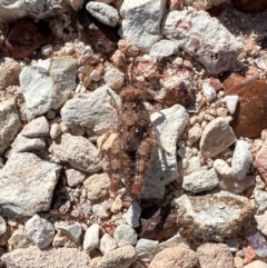 Unidentified Grasshopper (several families) at Lightning Ridge, NSW - 23 Aug 2023 by SimoneC