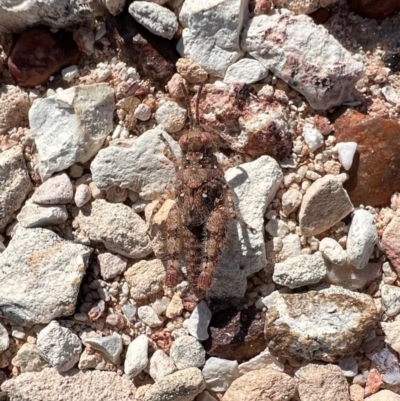 Unverified Grasshopper (several families) at Lightning Ridge, NSW - 23 Aug 2023 by SimoneC