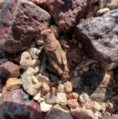 Unverified Grasshopper (several families) at Lightning Ridge, NSW - 23 Aug 2023 by SimoneC