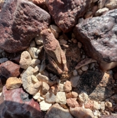 Unidentified Grasshopper (several families) at Lightning Ridge, NSW - 23 Aug 2023 by SimoneC