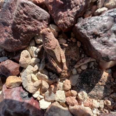Unidentified Grasshopper (several families) at Lightning Ridge, NSW - 23 Aug 2023 by SimoneC