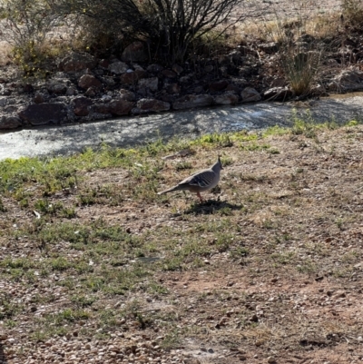 Ocyphaps lophotes (Crested Pigeon) at Lightning Ridge, NSW - 25 Aug 2023 by SimoneC