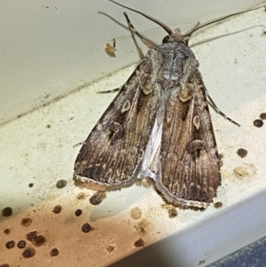 Agrotis munda at Jerrabomberra, NSW - suppressed