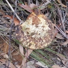 Unidentified Pored or somewhat maze-like on underside [bracket polypores] at Penrose, NSW - 31 Aug 2023 by Aussiegall