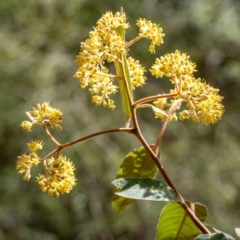 Unidentified Other Shrub at Penrose, NSW - 28 Aug 2023 by Aussiegall