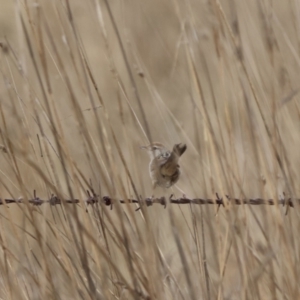 Cincloramphus timoriensis at suppressed - 13 Aug 2023