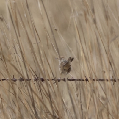 Cincloramphus timoriensis (Tawny Grassbird) at suppressed - 12 Aug 2023 by Liam.m