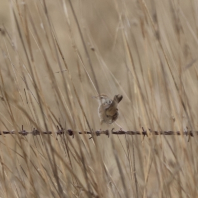 Cincloramphus timoriensis (Tawny Grassbird) at Tarago, NSW - 13 Aug 2023 by Liam.m